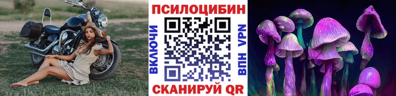 цена   Чудово  Галлюциногенные грибы Psilocybine cubensis 